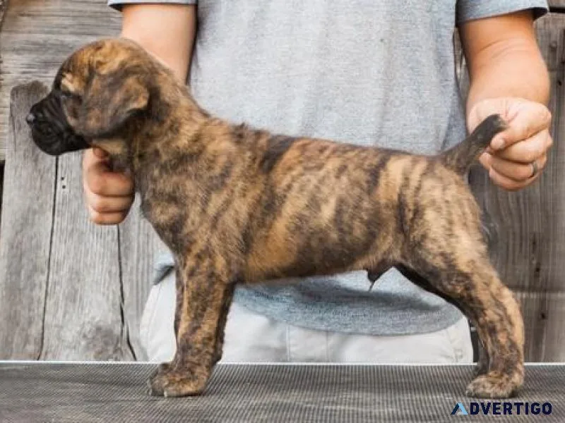 Cane Corso Puppies for Sale