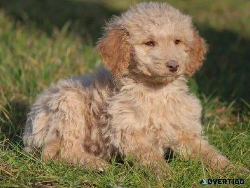 Beautiful Cockapoo Puppies For Sale.
