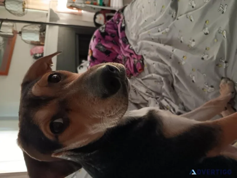 Free puppy