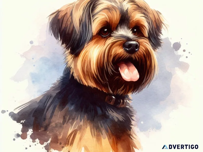 Dog Grooming Plano Texas
