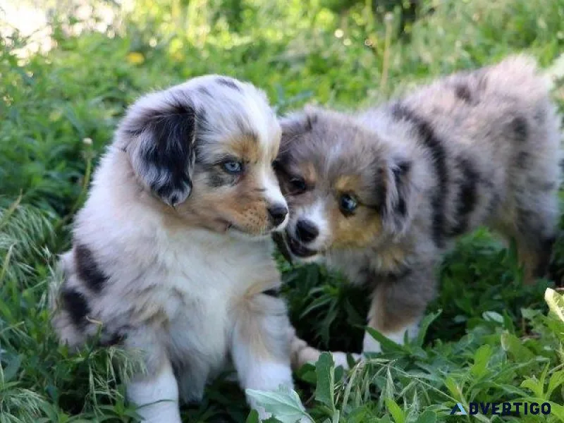 Australian Shepherd Puppies