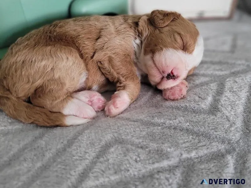 Bernedoodle puppy