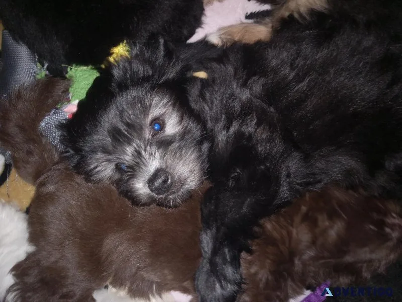 One.12week old yorkipoo puppy