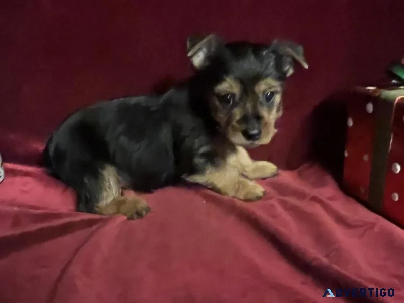 Yorkie Tcup Boy