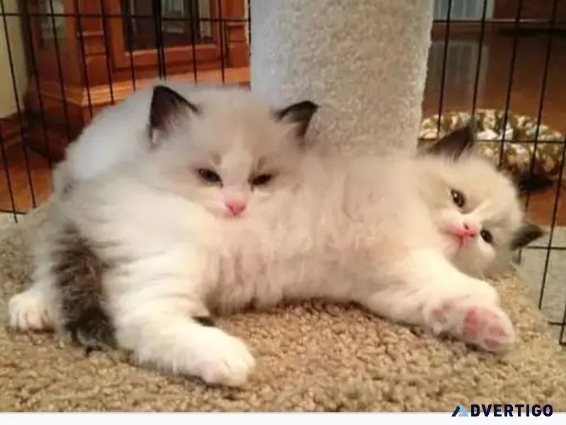 Ragdoll kittens female and male for sale