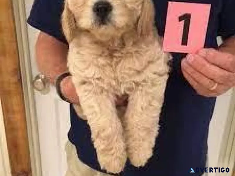 Tiny golden doodles
