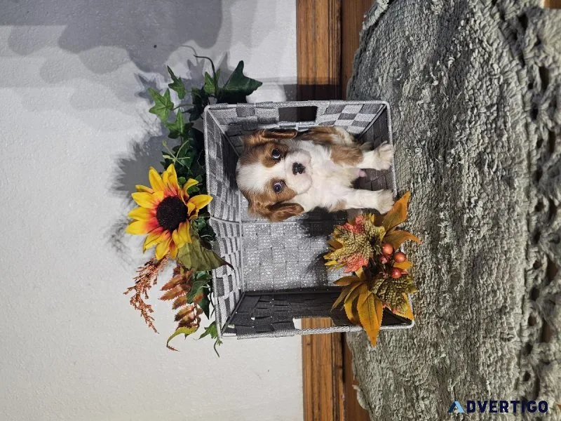 Cavalier pups for sale