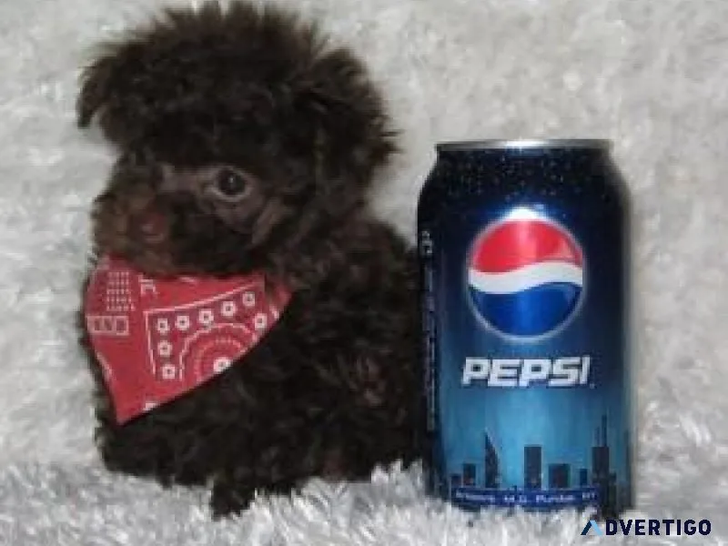 AKC Standard Poodles For Lovely Home