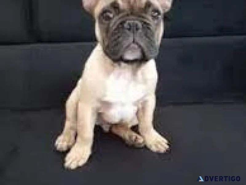 Frenchton