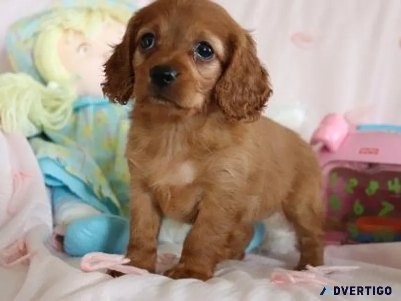 Adorable Cavapoo Puppies