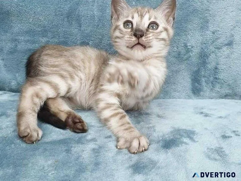 Adorable Bengal Kittens available for Purchase