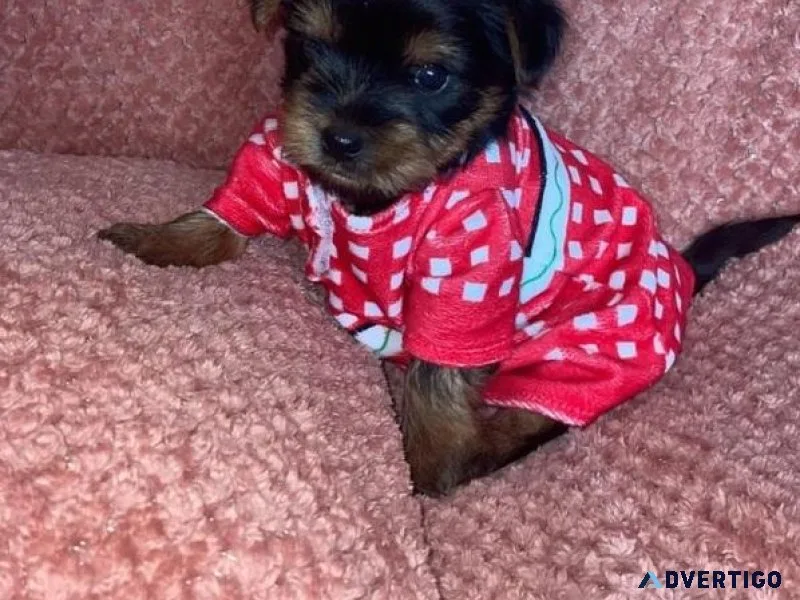 bhrj Yorkshire Terrier Puppies