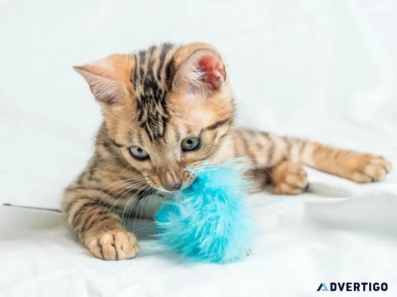 Buy Cat Toys in India Online 2023 - Pawrulz