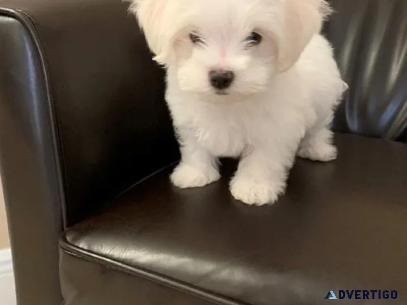 Male and Female Maltese Puppies