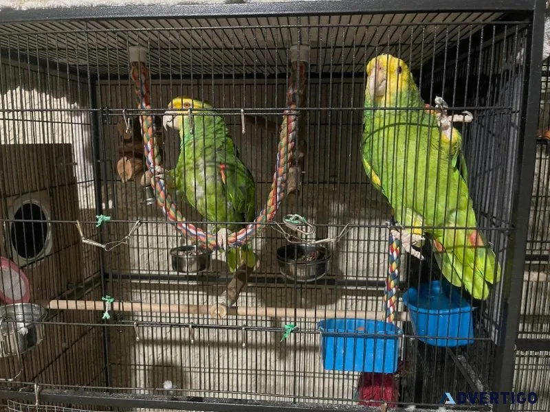 Amazon Parrot