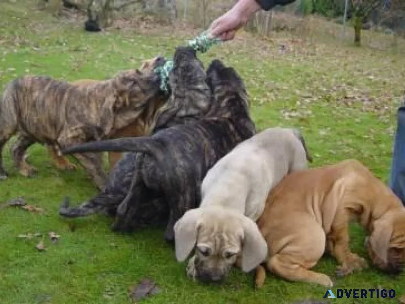Sweet Fila Brasileiro Puppies For Sale