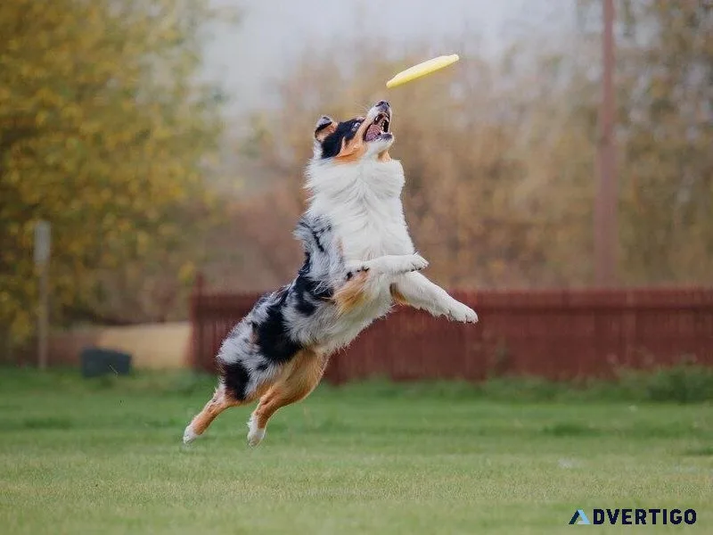 Best Dog Trainer in Bhubaneswar  Expert Guidance