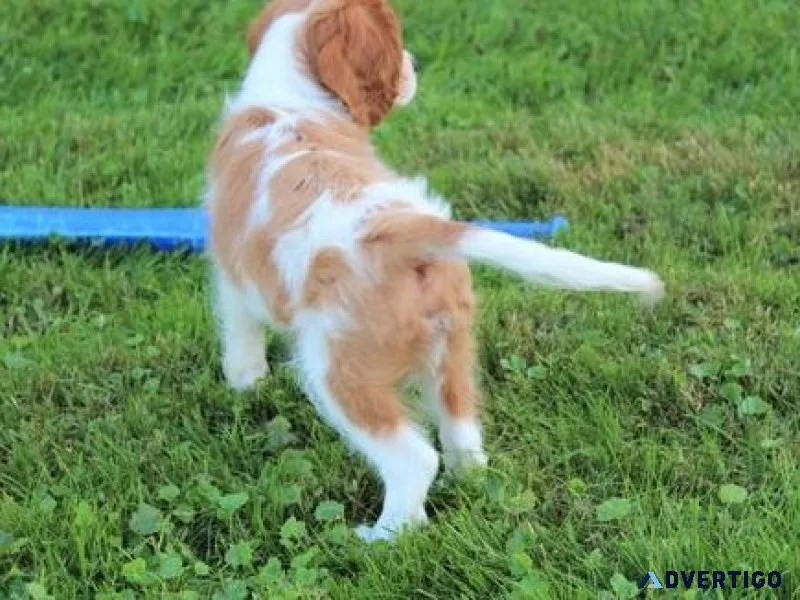 Cavalier King Charles Puppies