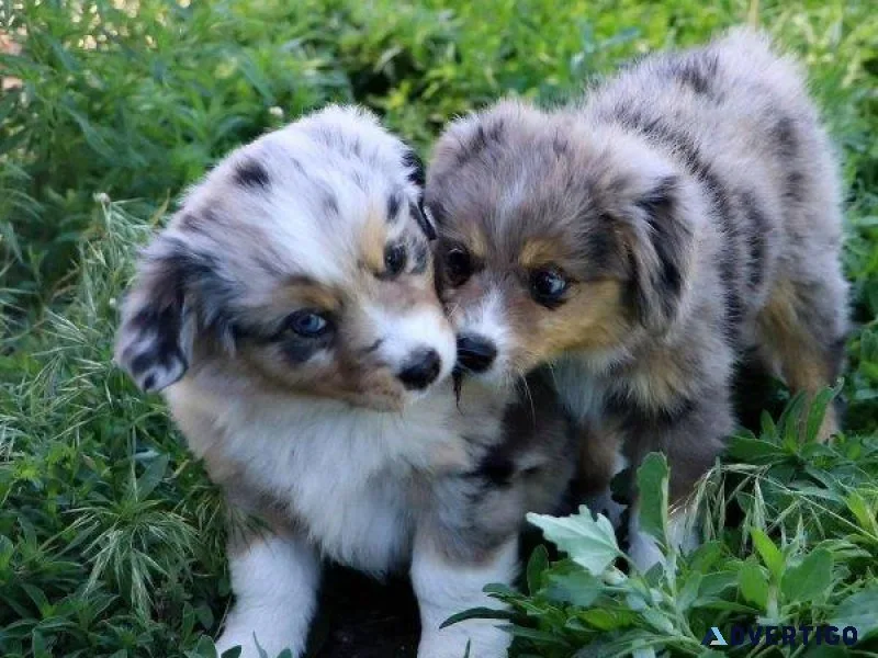 Mini Australian Shepherd Puppies