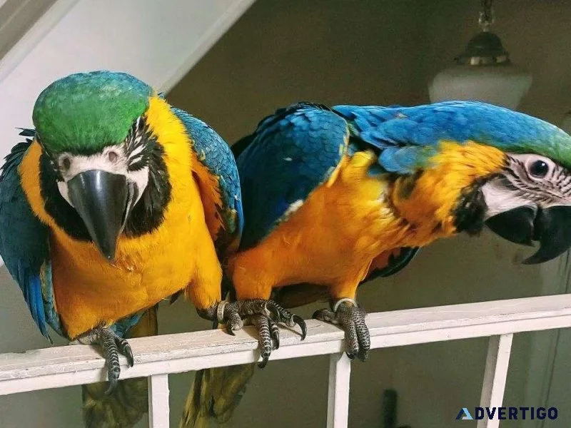 Blue and Gold Macaw Babies Pair