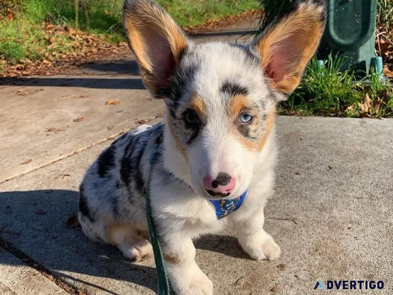 Cardigan welsh Corgi