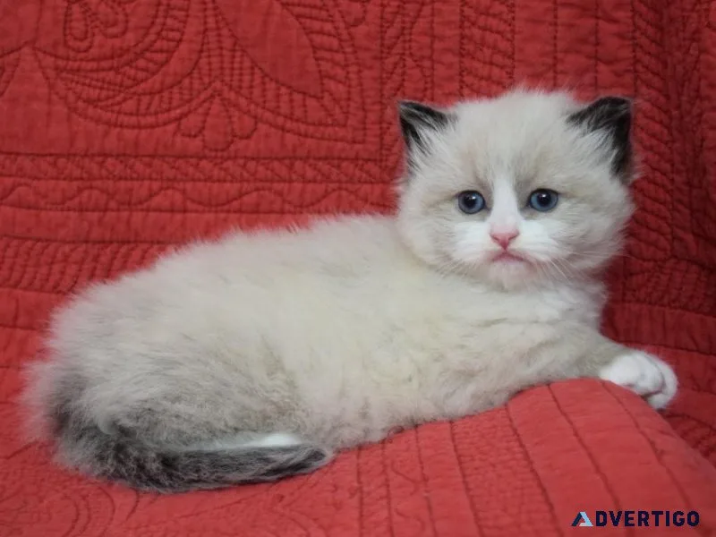 Ragdoll Kittens.