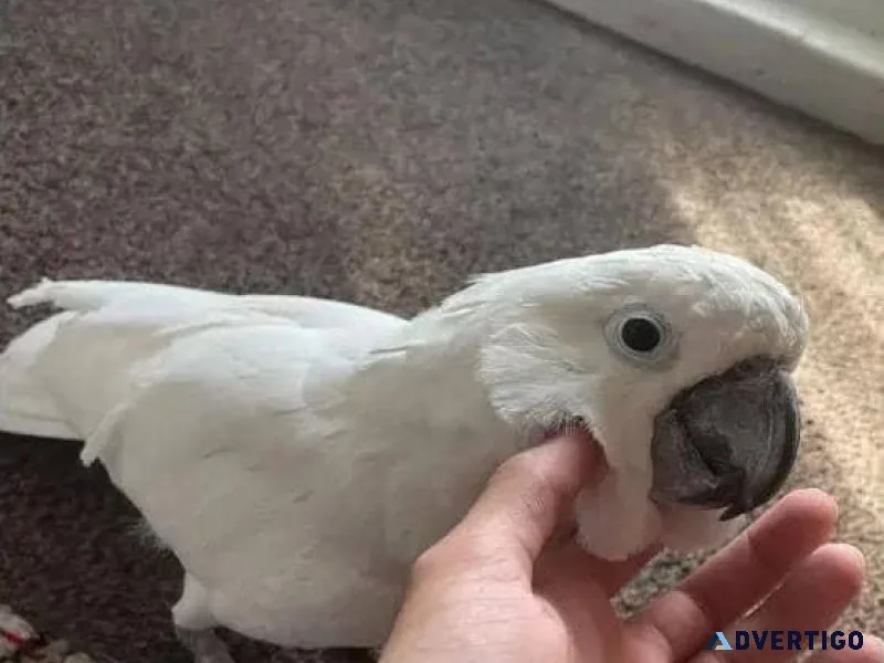Lovely Cockatoos for Sale. Bonded Pair