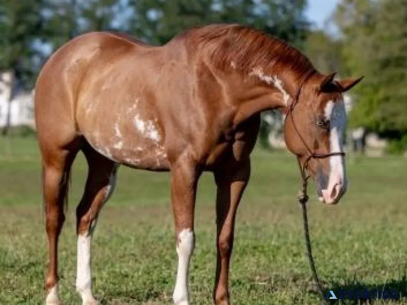 Beautiful Paint Mare. Cassie