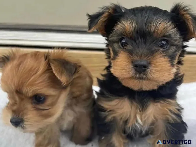 yorkie puppies boy
