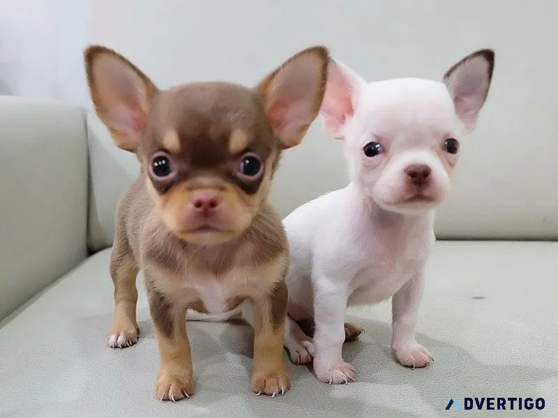 Applehead Teacup Chihuahua Puppies