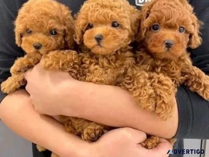 Cute Teacup Poodles