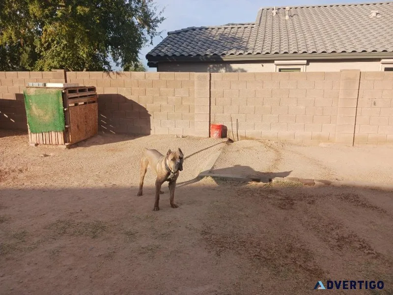 Cane Corsos