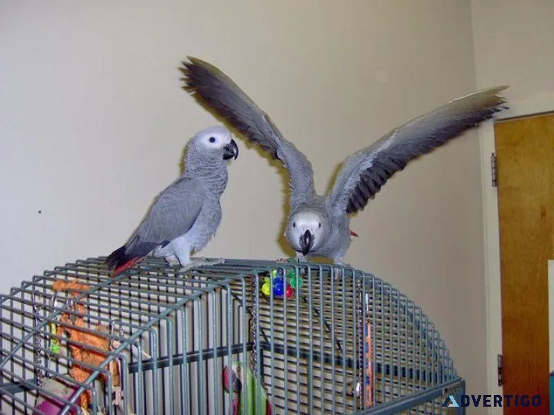 Two Beautiful Hand Reared African Grey Parrot and Cage For Sale.