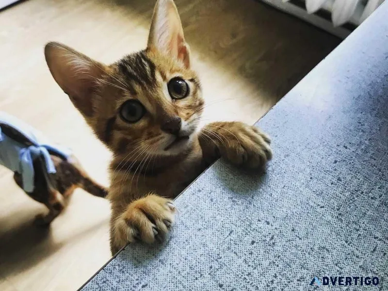 New Bengal Litres Available for rehoming