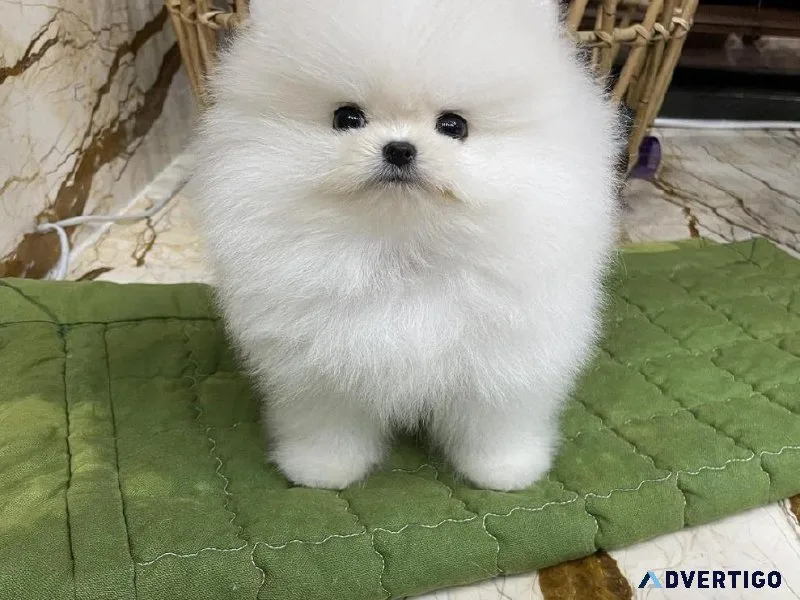 Toy size Pomeranian