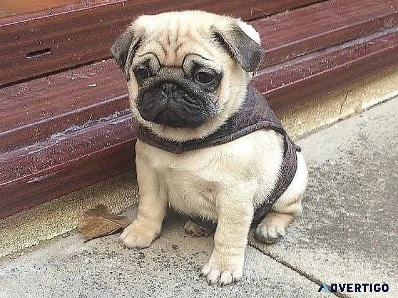Pug Puppies For Sales