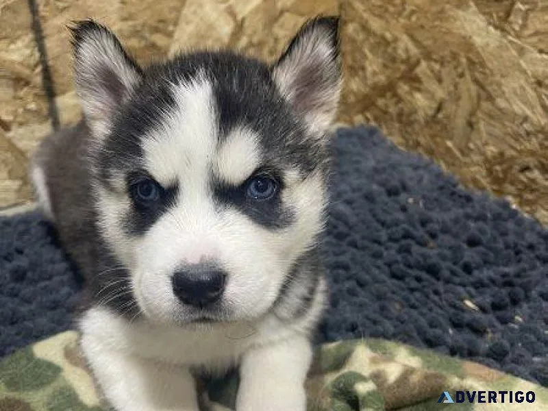 AKC Siberian Husky Puppies Left