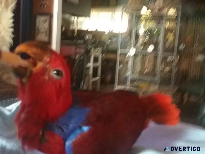 for sale baby hand fed eclectus female
