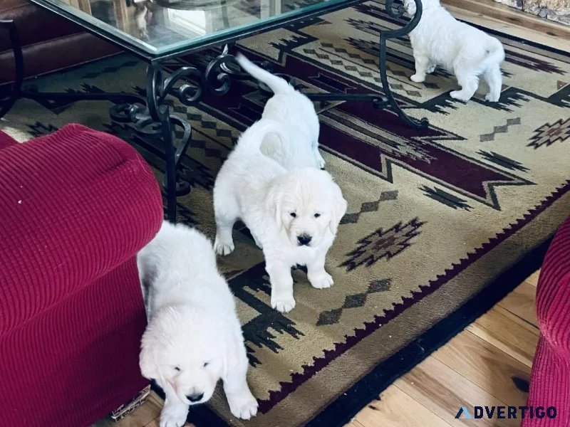 AKC English Cream Golden Retriever Pups