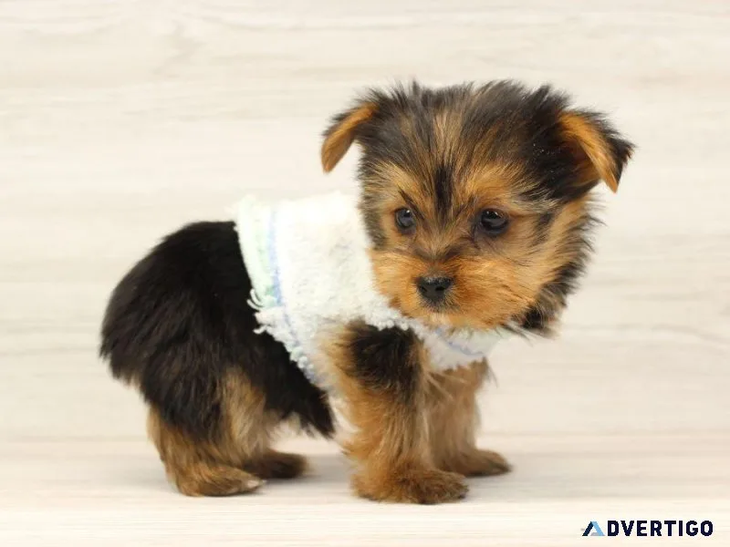 RARE Micro Miniature Yorkie Puppies