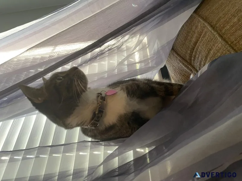 Free female cat