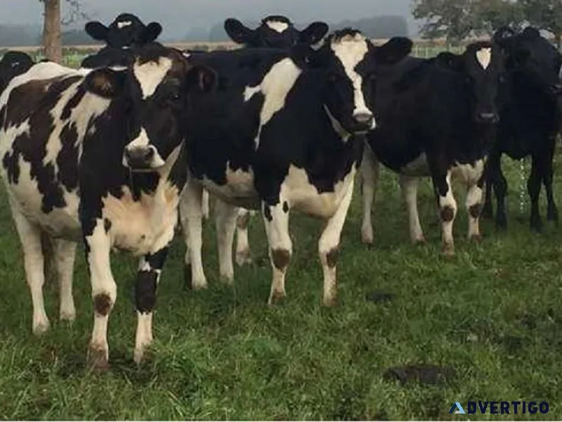 Holstein Friesian cattle for sale
