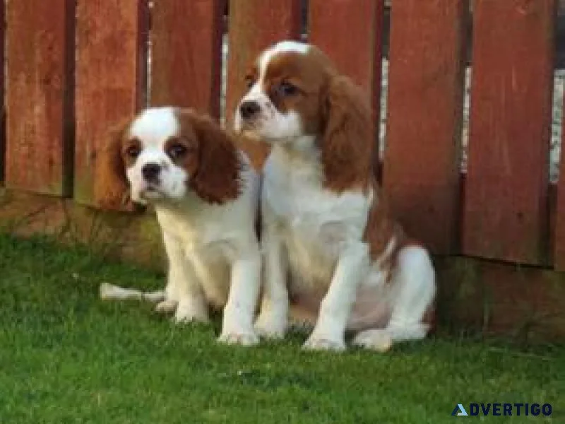 Beautiful Cavalier King Charles puppies