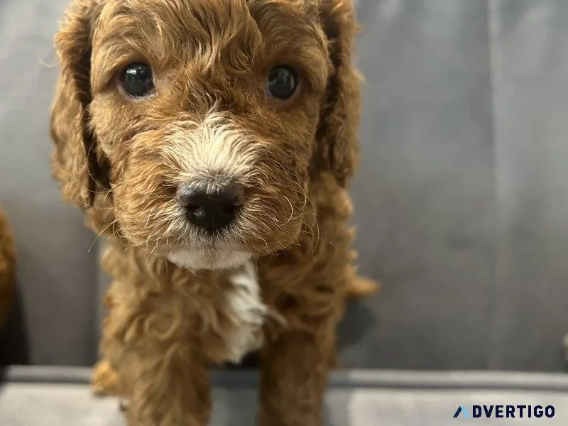 Cavapoo puppy available