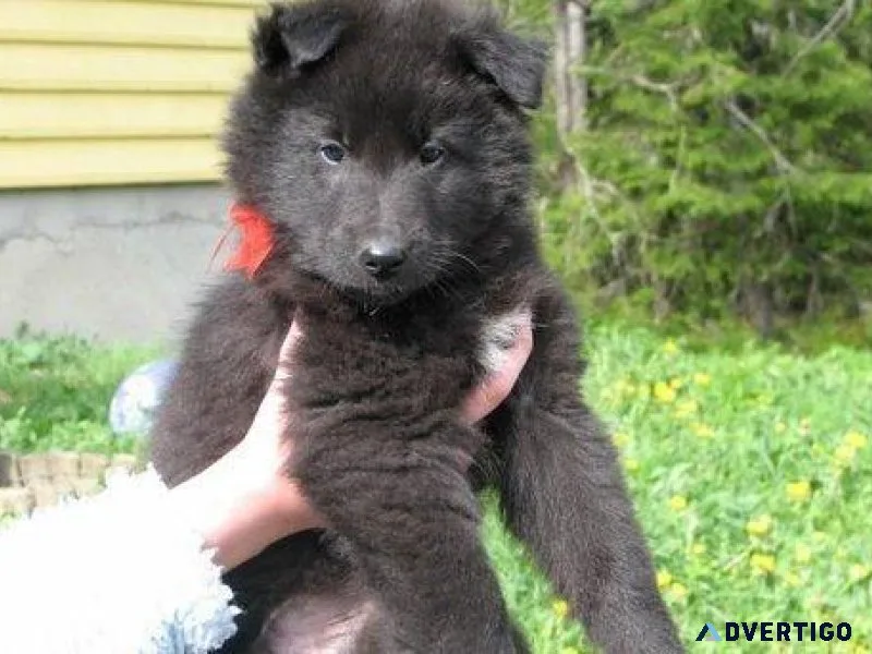 Well Trained Belgian Shepherd Puppies