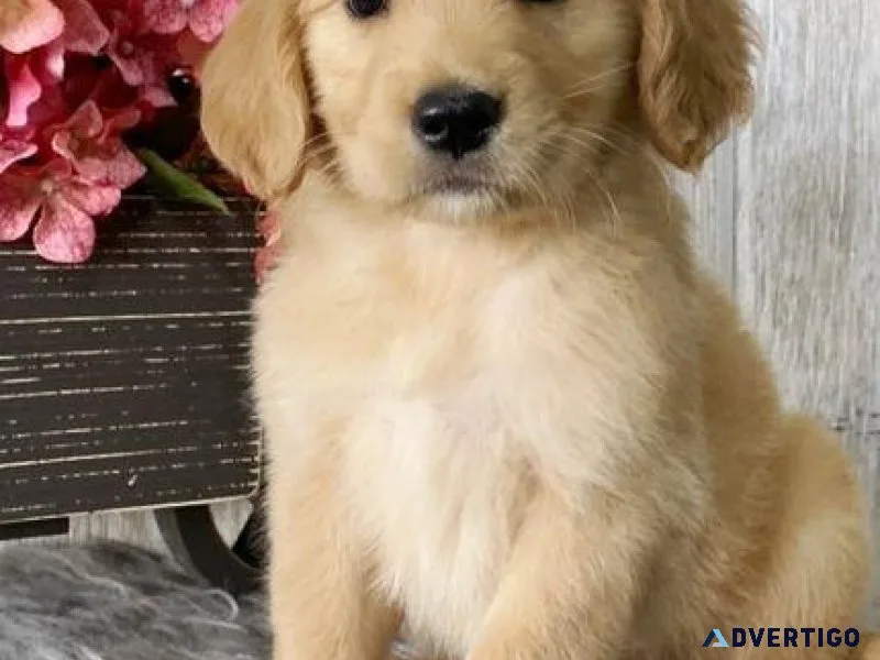 Golden Retriever puppies