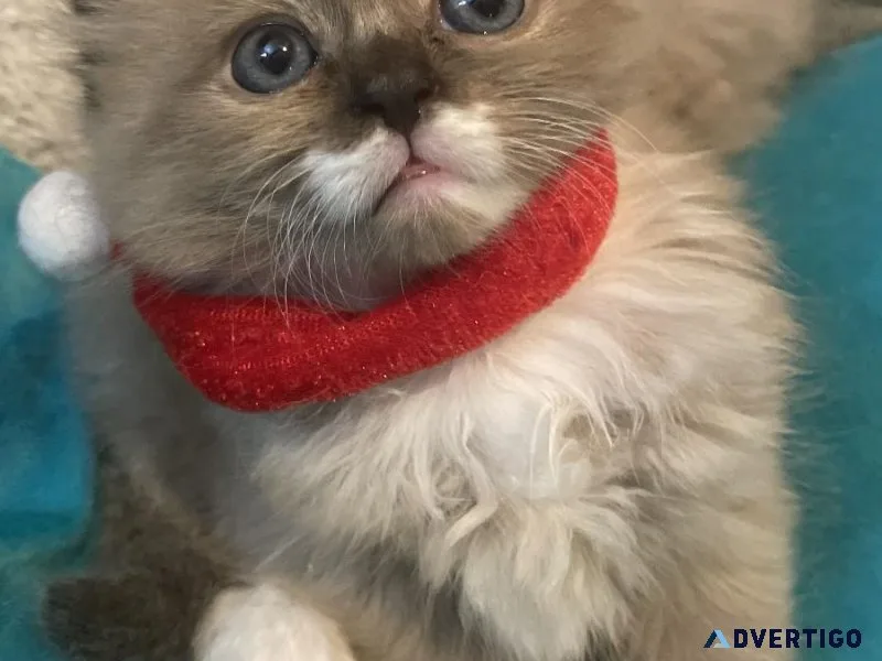 Purebred ragdoll kittens