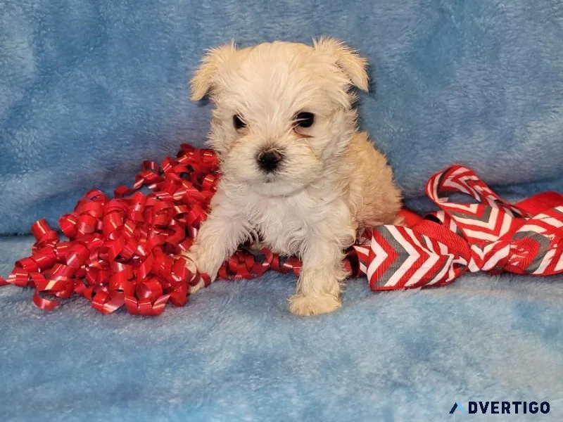 Morkie male Snickers