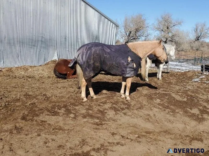 Horse for sale