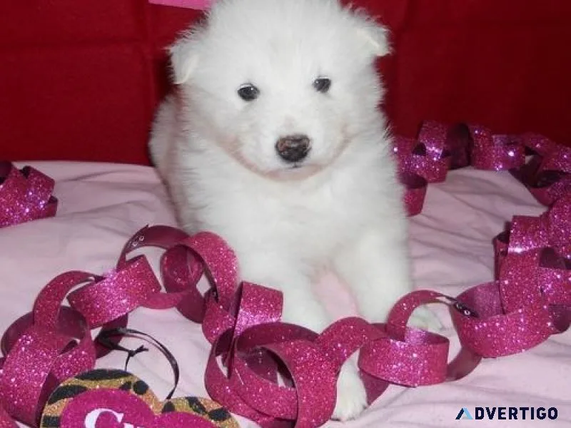 AKC Registered Samoyed Puppies For Sale